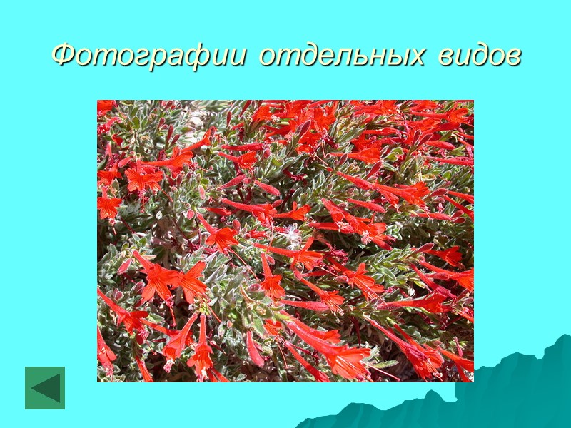 Фотографии отдельных видов